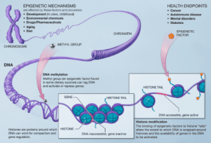 AP Biology slyacademy.com